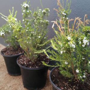 Sprig-gardening